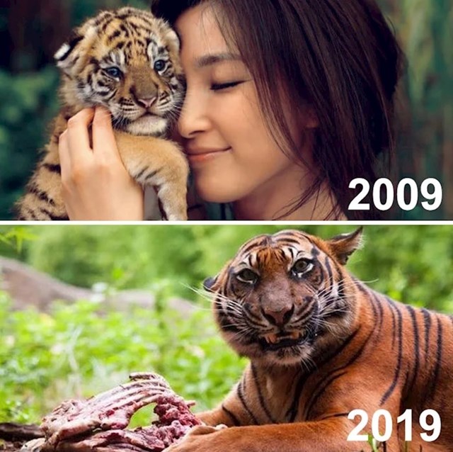 "Ova reklama je trebala pokazati koliko je tigar odrastao u zadnjih 10 godina. Ispalo je kao da je pojeo djevojku s prve fotke."
