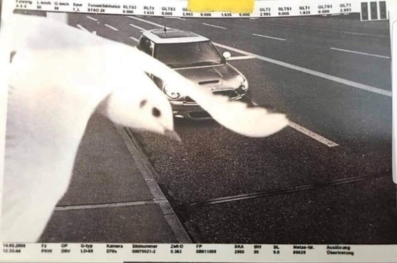 Ptica je uletjela u kadar kad je prometna kamera slikala vozača koji je vozio prebrzo. Nije dobio kaznu. :)