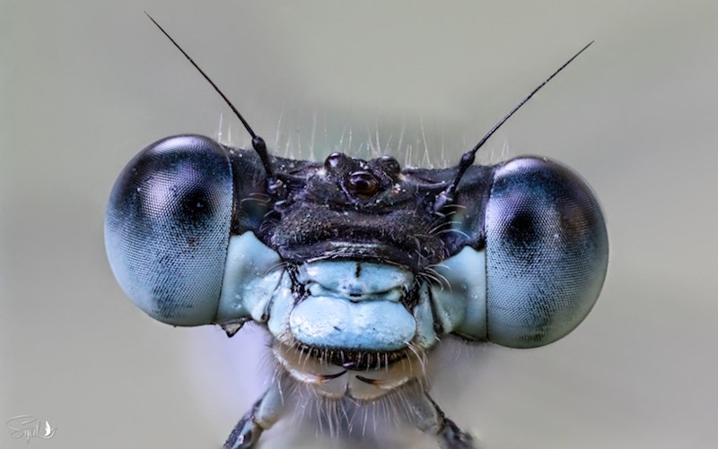 Uvećana snimka vretenca