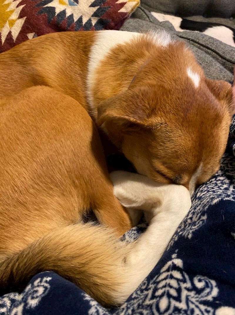 Je li ovo prednja ili zadnja noga?