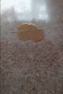 NAJBOLJI PAS IKAD? Svatko bi htio imati ovakvog ljubimca u kući, pogledajte zašto