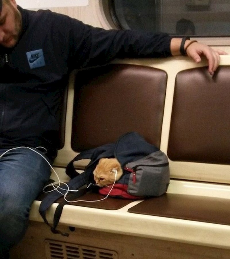 Mačka se bojala glasnih zvukova iz podzemne željeznice pa joj je vlasnik stavio svoje slušalice kako bi pokušao bar malo ublažiti buku.