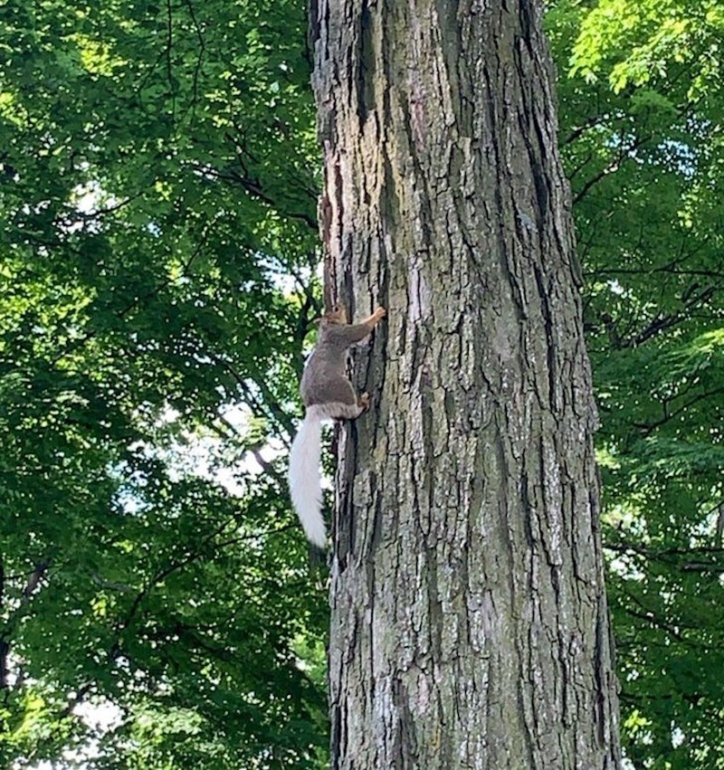 "Dok smo se vani igrali, vidjeli smo vjevericu koja izgleda kao polu-albino."
