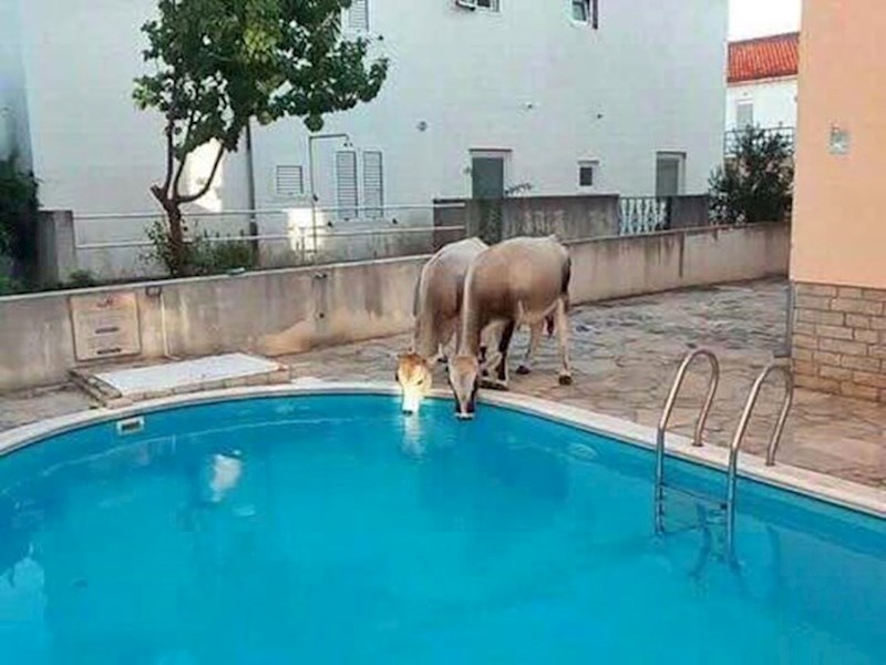 Pogledajte što je jedan Bračanin slikao: