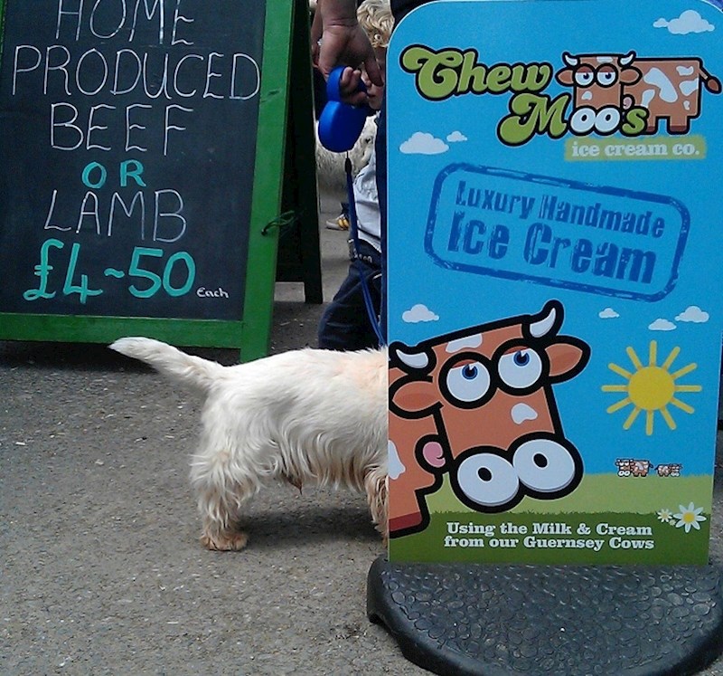 Je li ovo pas ili kravica? :)