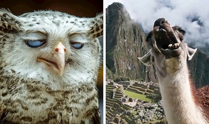 25 smiiješnih slika životinja koje nisu pretjerano fotogenične
