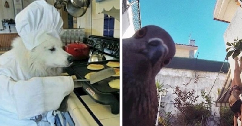 30 smiješnih fotografija koje će popraviti raspoloženje svakom ljubitelju životinja