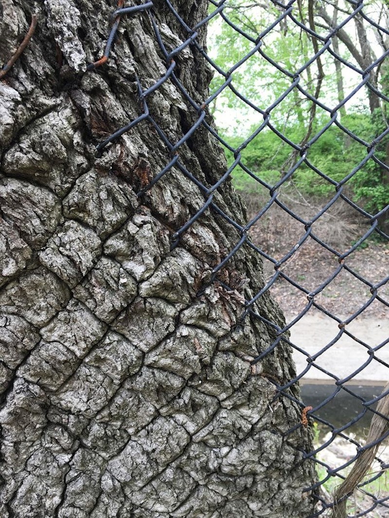 Evo što se dogodilo s ogradom kraj koje je preblizu raslo stablo...