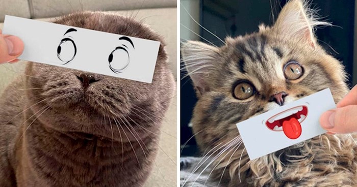 Ovaj lik izrađuje genijalne fotke svojih mačaka pomoću zanimljivih dodataka na papiru