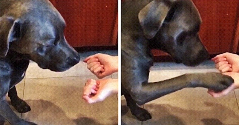 Nasmijat će vas reakcija psa koji je shvatio da ga je vlasnik prevario