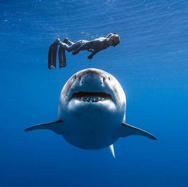 Ogromni morski pas proučava roniteljicu blizu obale Havaja.