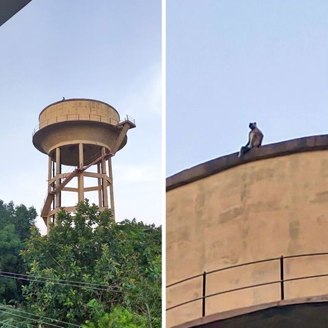 Majmun na vrhu spremnika za vodu sjedi i razmišlja o životu.