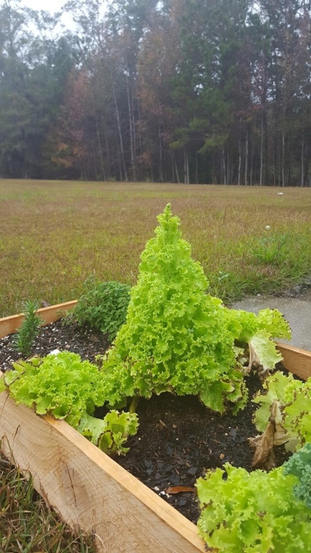Salata je izrasla u malo božićno drvce.