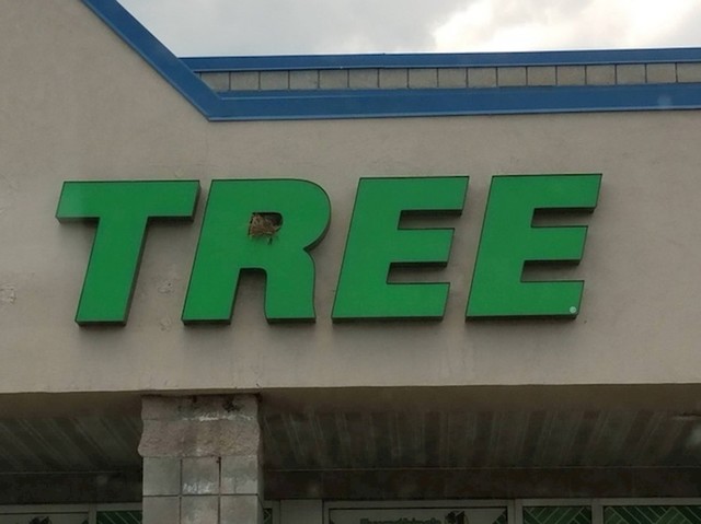 Ptica je napravila gnijezdo na natpisu TREE (drvo). :)