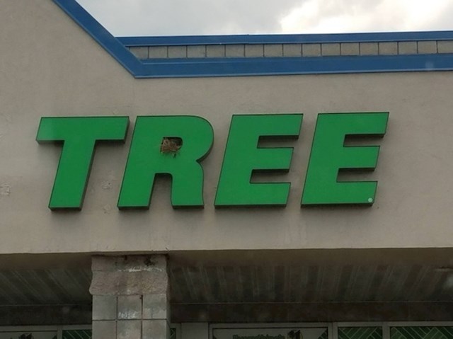 Ptica je napravila gnijezdo na natpisu TREE (drvo). :)