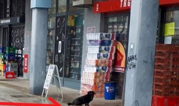 Zbog koronavirusa se i psi drže sigurnosnog razmaka, pogledajte što je netko slikao