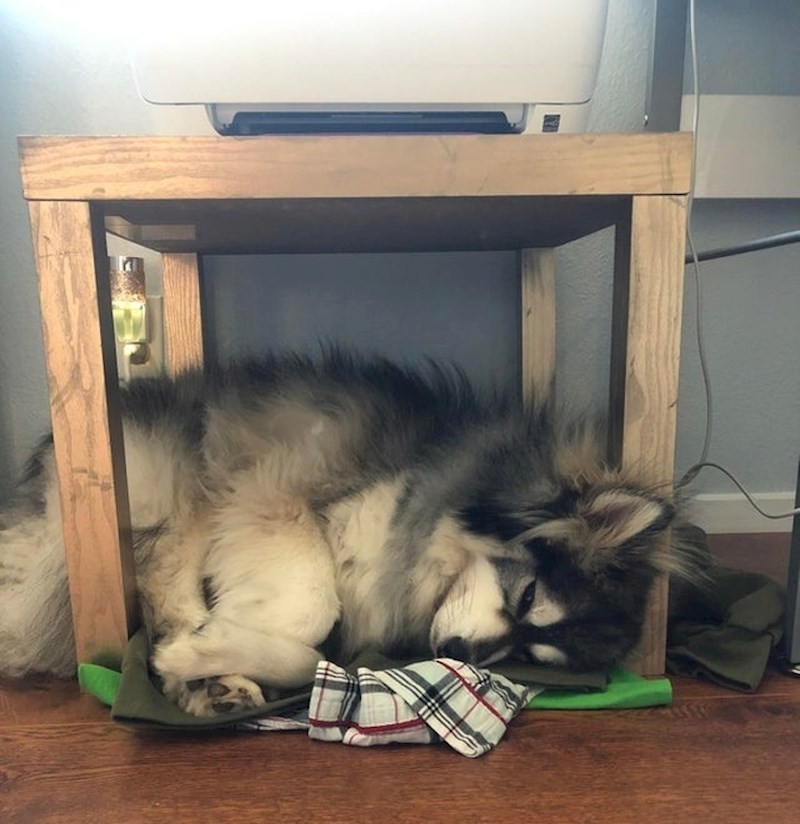 "Naš pas voli ležati na mjestima koja su očito premala za njega."