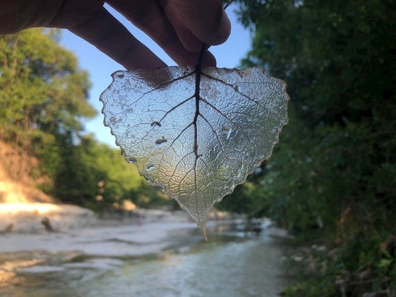 List koji je izgubio pigmente