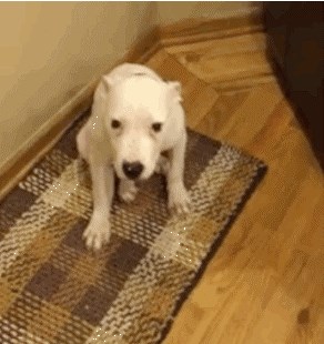 Pas je naučio za što služi gazdina kamera, naučio se slikati kao pravi maneken