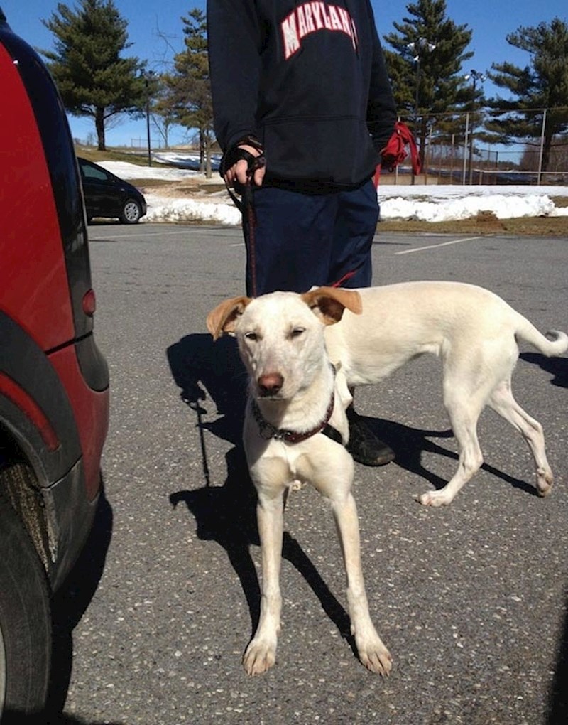 Nešto nije u redu s ovim psom!