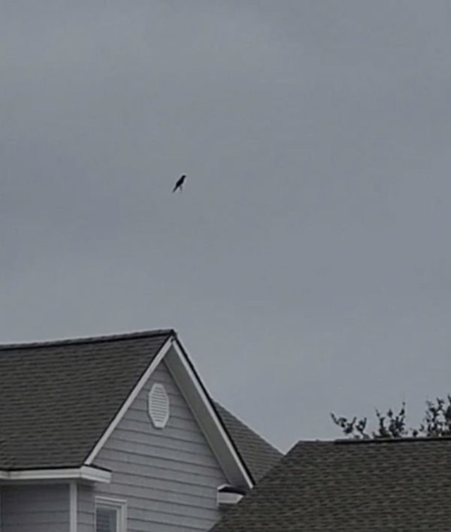 Ovaj čovjek je slikao pticu u letu. Na fotki izgleda kao da stoji u zraku.