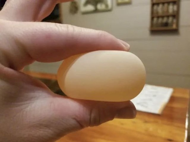 Njihova kokoš je snijela čudno elastično jaje.