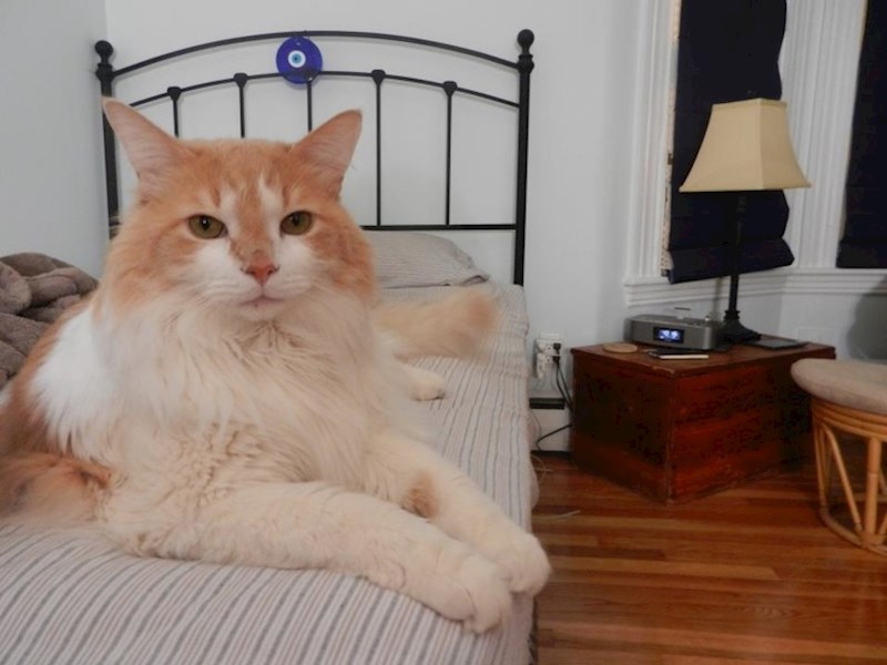 Velika mačka ili mali krevet?