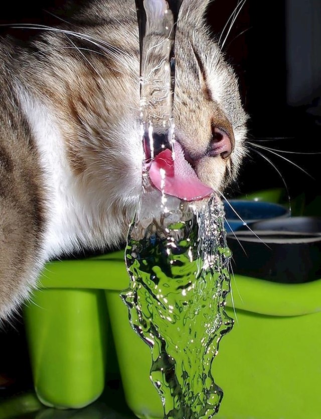 Žedna maca