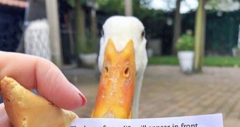 Pročitala je poruku koju je dobila u kolačiću sudbine pa se počela smijati kad je vidjela ovo