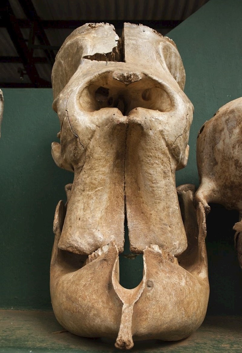 Ako malo bolje pogledate lubanju indijskog slona, lako možete shvatiti kako su stari Grci došli na ideju o jednookom Kiklopu.