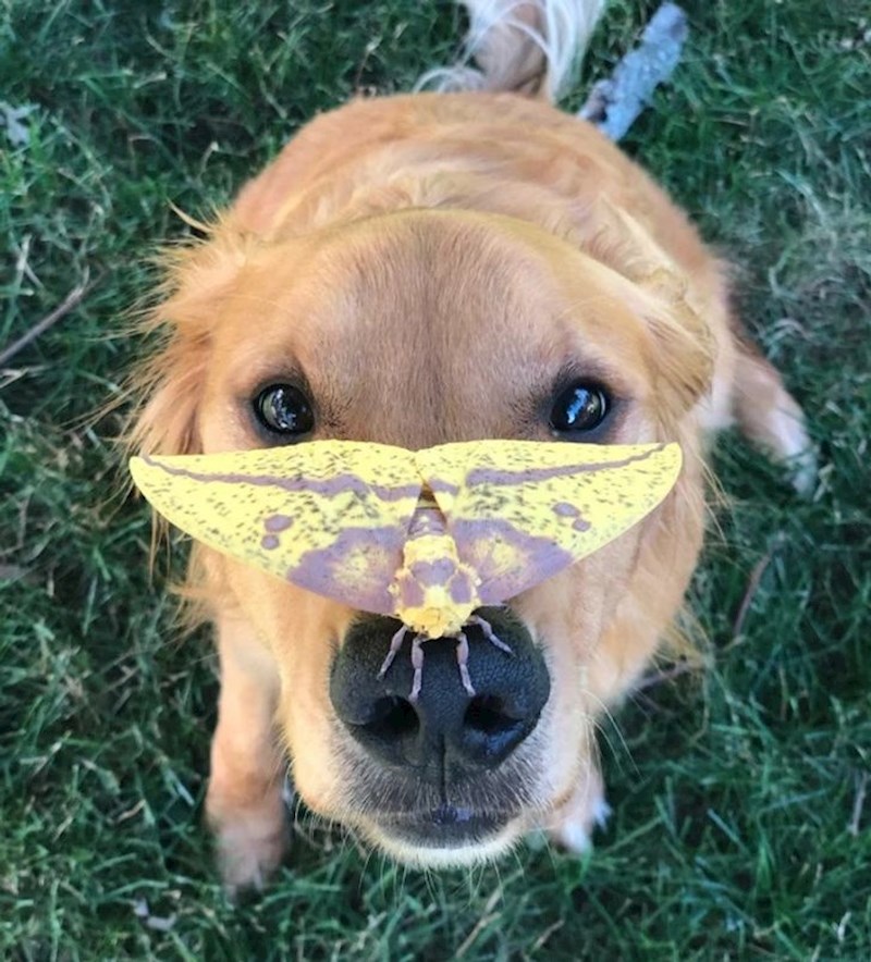 "Veliki moljac sletio je na njušku mog radoznalog psa..."