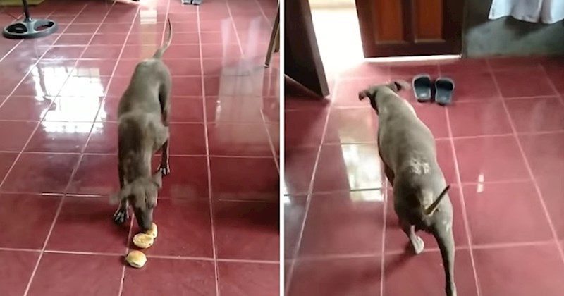VIDEO Kujica je pokupila hranu s poda, vlasnici se rastopilo srce kad je vidjela što je nakon toga učinila
