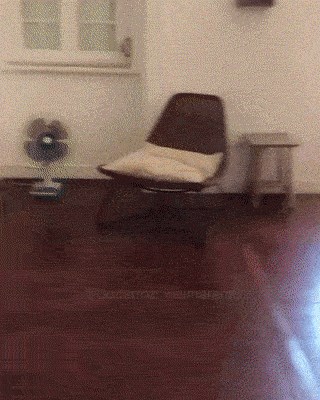 Pas je pokušao pojesti ogromnu pizzu koju je ugledao na TV-u, no onda se razočarao