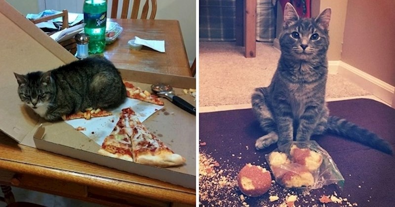 15 smiješnih slika mačaka koje su uhvaćene na (ne)djelu, ne izgledaju baš kao da im je žao