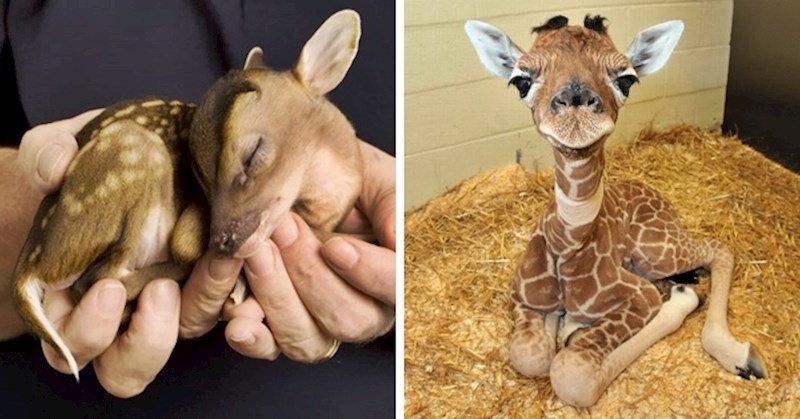 30 động vật đáng yêu nhất thế giới