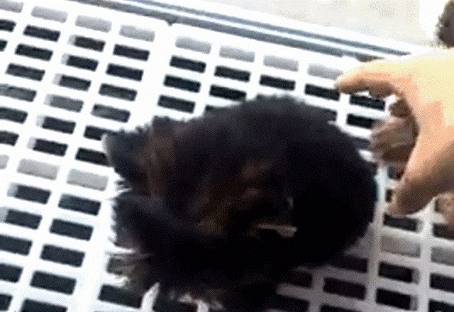 Fora je starija od Biblije, no vlasnica je uspjela posvađati ova dva psića