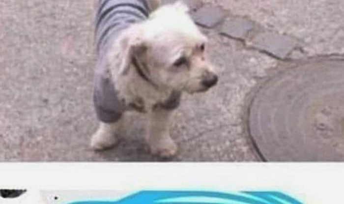 Žena je na Facebooku objavila sliku izgubljenog psa, ovakav odgovor nije očekivala