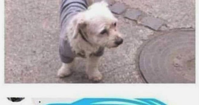 Žena je na Facebooku objavila sliku izgubljenog psa, ovakav odgovor nije očekivala