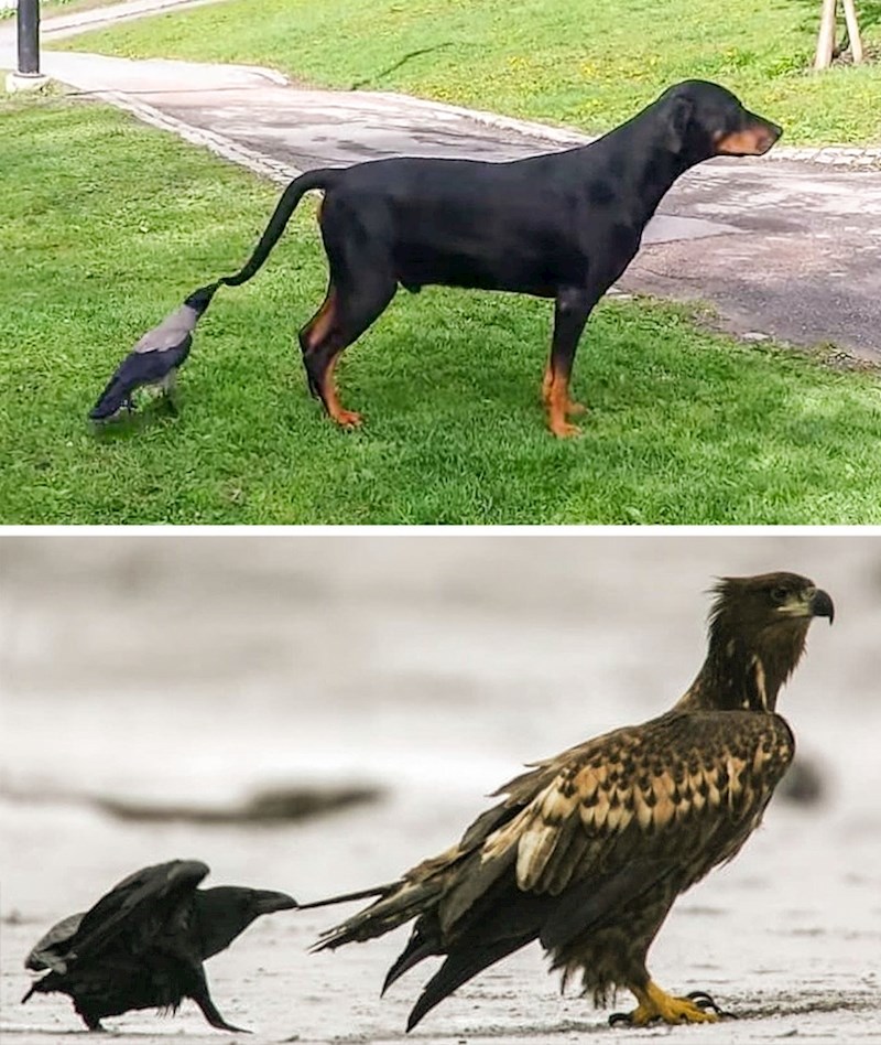 Vrane i gavrani vole vući druge životinje za rep.