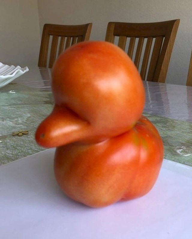 Je li ovo patka ili rajčica? :)