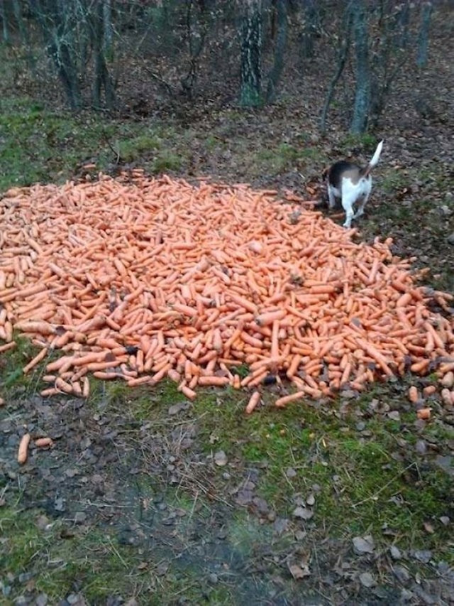 "moj pas je u šumi pronašao mrkve, i to puno njih."