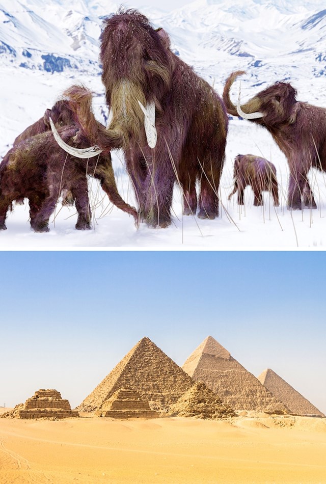 Mamuti su postojali još stotinama godina nakon što je sagrađena prva piramida.