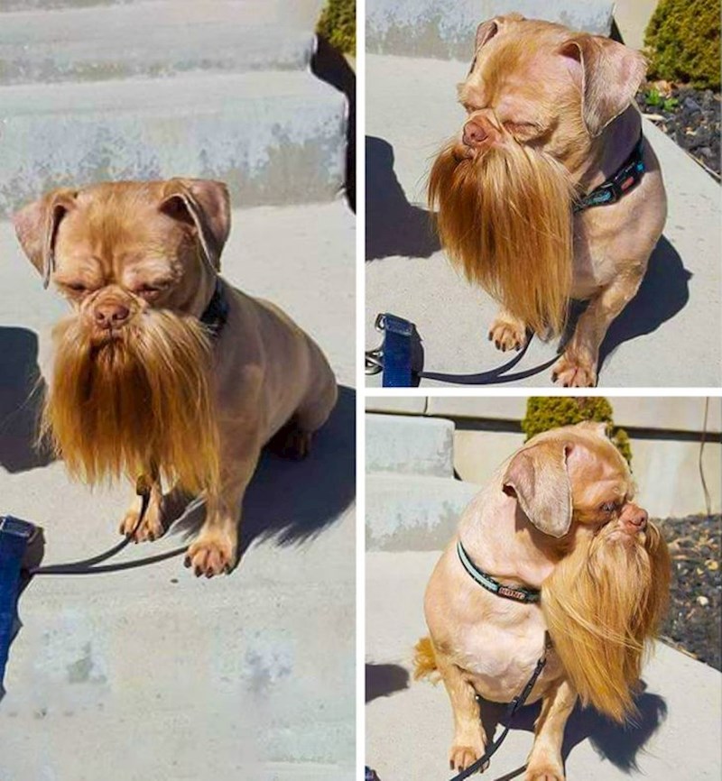 Pas s brkovima i bradom!