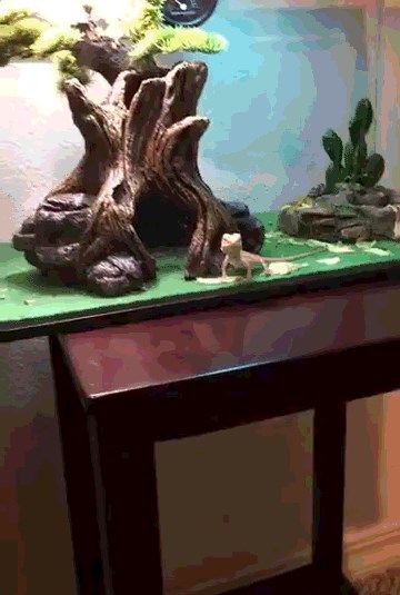 Vlasnik je mahnuo svome gušteru pa snimio što se nakon toga dogodilo