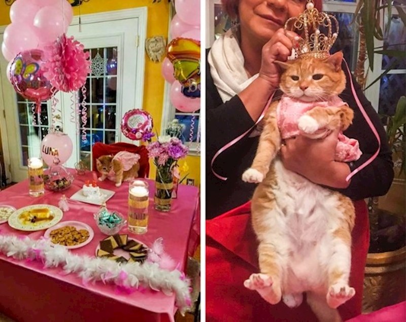 "Moja mačka je zaslužila rođendanski party."