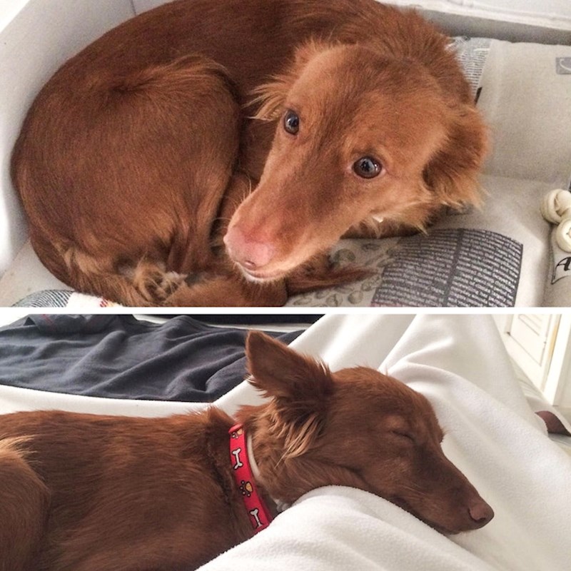 "Nakon što je 4 godine živjela na ulici, Annie je konačno našla svoj novi dom."