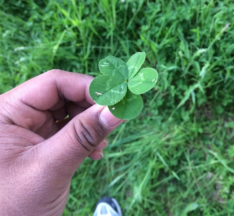 Irska legenda kaže da onaj tko nađe djetelinu s 5 listova može računati s velikim financijskim uspjehom. Netko će se očito obogatiti.