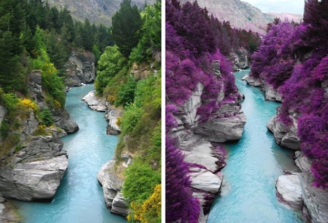 8 viralnih fotografija za koje je dokazano da su zapravo čista laž ljubičasta šuma u škotskoj