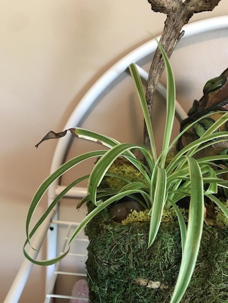 Vjerovali ili ne, ovo je umjetna biljka. Namjerno je nisu napravili da izgleda savršeno kako bi bila uvjerljivija.