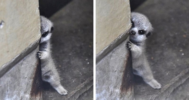 20 slatkih životinja koje bismo najradije odmah čvrsto zagrlili